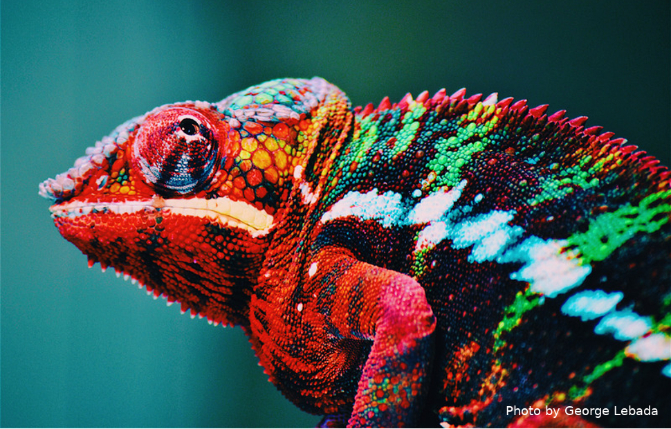 Photo by George Lebada